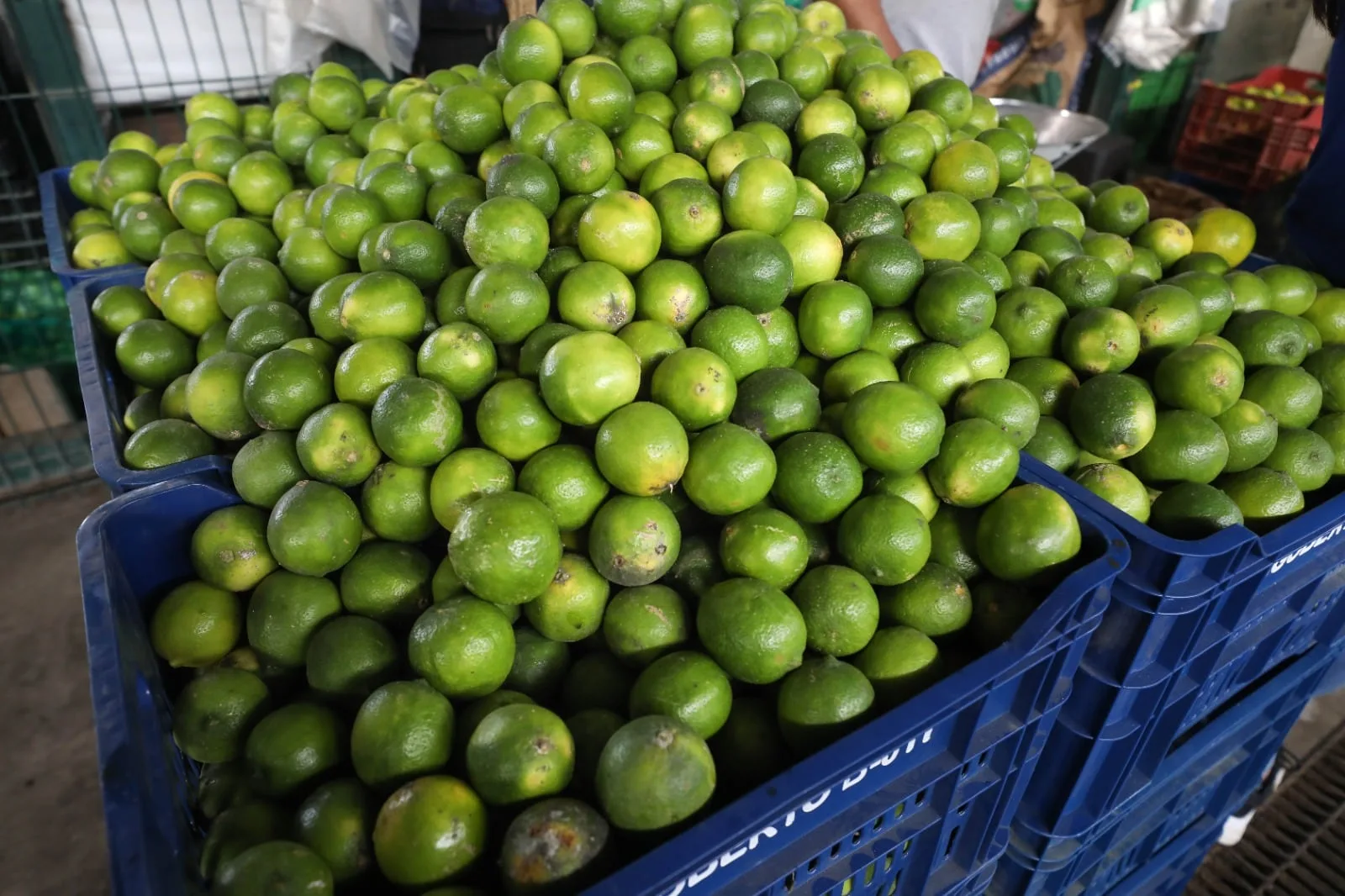 Precio del limón variará por El Niño. (Foto: Midagri)